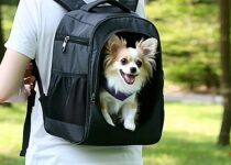 features to look for in a safe pet carrier backpack || Backpackbin.com