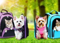 best pet carrier backpacks for small dogs and cats || Backpackbin.com