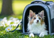 pet anxiety and carrier backpacks: how design helps calm pets || Backpackbin.com