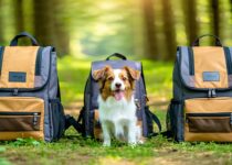 eco‑friendly backpack carriers to buy today || Backpackbin.com